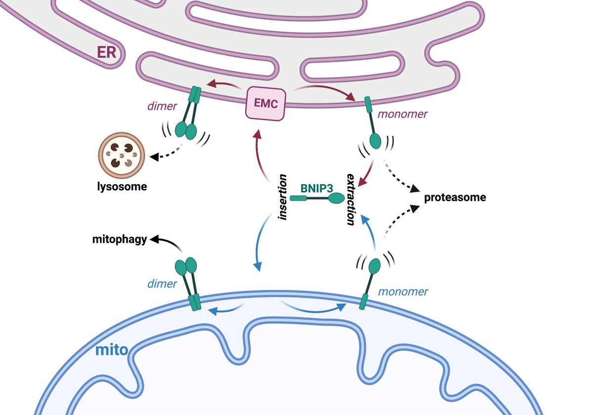 jmdelgado_'s tweet photo. I am so excited to present my first publication of thesis work! 🙌🏽 Would not have been possible without Chris @shoemaker_lab and my fellow lab mates. 

Our story brings together #mitophagy, tail-anchored proteins, and quality control. 

A 🧵; 

https://t.co/tZtX4QW1OC https://t.co/EOwoieY9lb