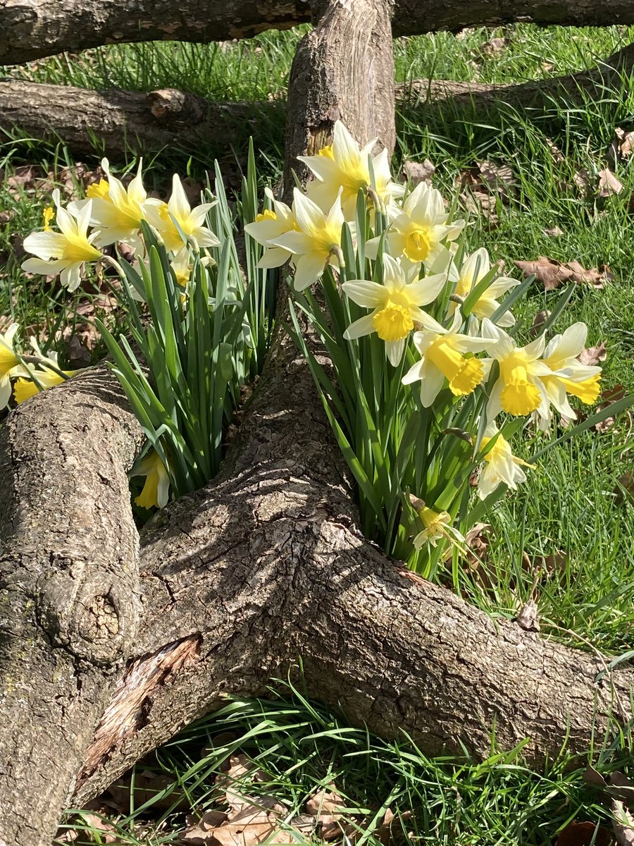 Clocks spring forward tonight #Spring #clocksgoforward #NewBeginnings #warmerweather   Something to look forward to