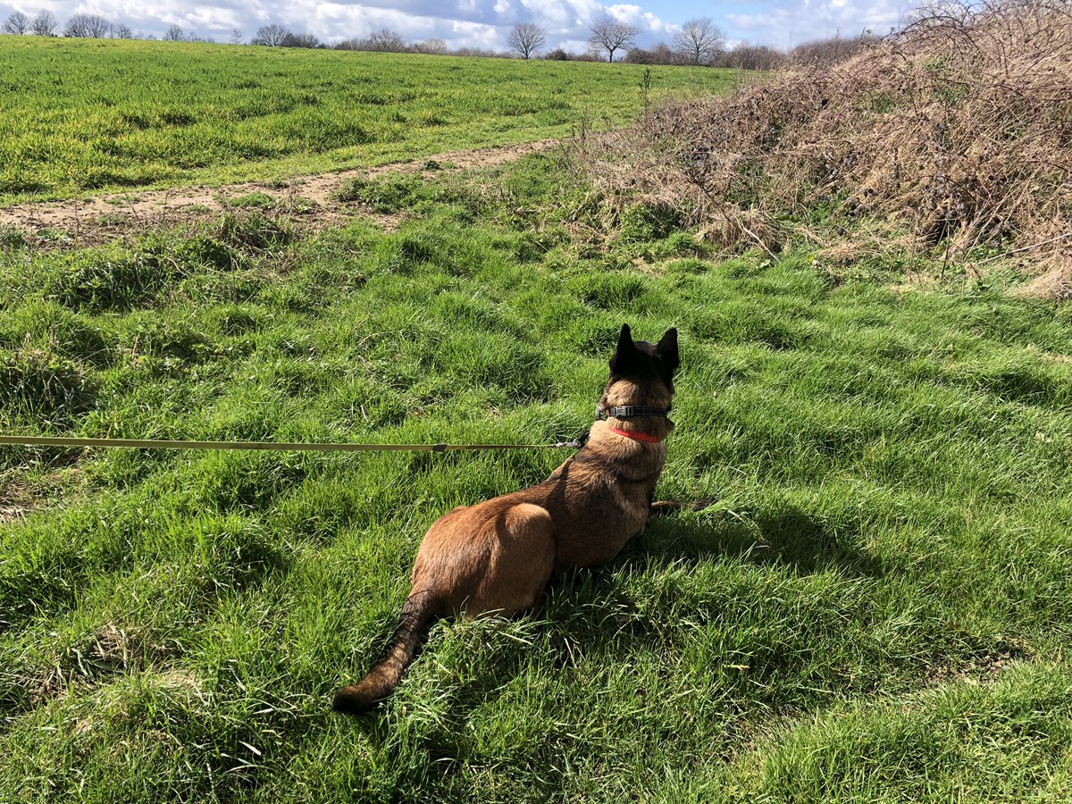 After a couple of days away it was so good to take <a href="/PBaloo/">PDBaloo</a> &amp; #RPDRex out for a long windy walk this morning. #littlelegs was busy snoozing on the sofa 🤣

Lovely sunshine, happy dogs makes for my #GoodNewsSaturday 😎🥰