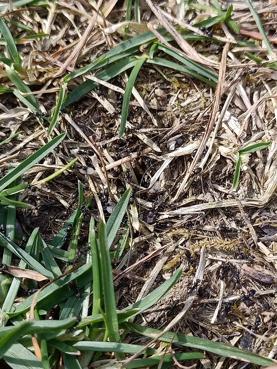quercusprana's tweet photo. CAT La presència de formigues a terra té efectes beneficiosos ja que ajuden a descompactar, a incrementar la retenció d'aigua,
 i a enriquir amb nutrients.  Les formigues són insectes hiper socials que viuen sota terra en comunitats. https://t.co/8txhHgOkeq