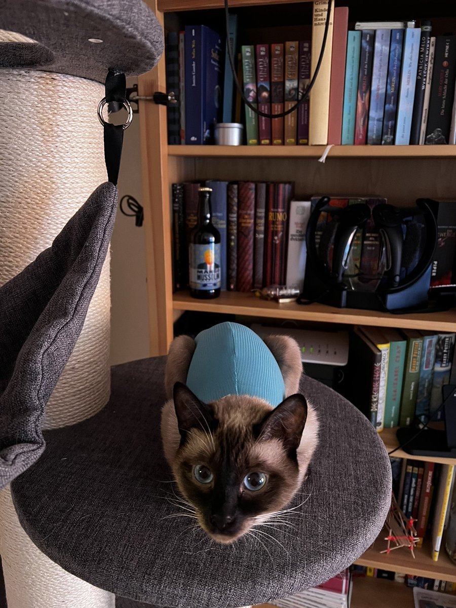 Tagolus's tweet photo. Cat-Car https://t.co/ufJFSrImsf
