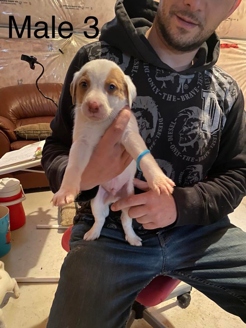 Niagara Dog Rescue tweet media