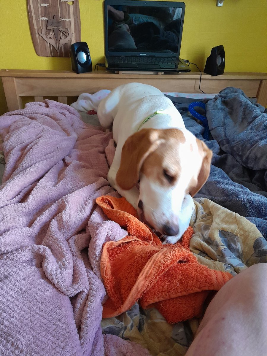 stephenlloyd192's tweet image. Here is Oscar enjoying a shaped treat #petsathome #DogsofTwittter