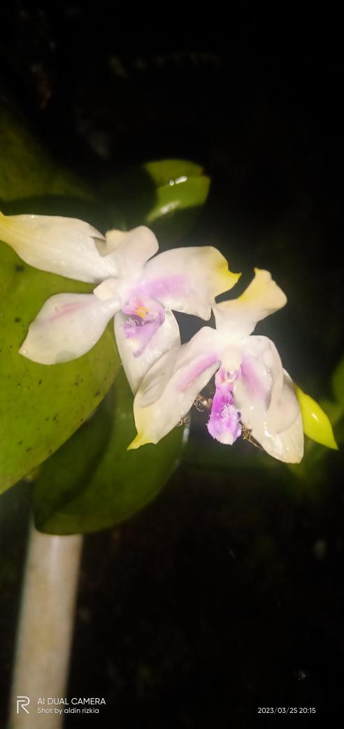 Phalaenopsis fimbriata
Bloom 
#phalaenopsis
#orchids 
#orchidspecies