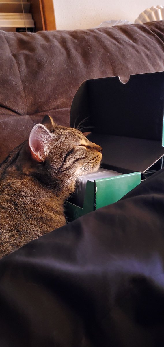 samuraisam08's tweet photo. He loves his cards.. maybe someday he will learn to play with them.

🤭😸 https://t.co/WfNJL7Y0hK