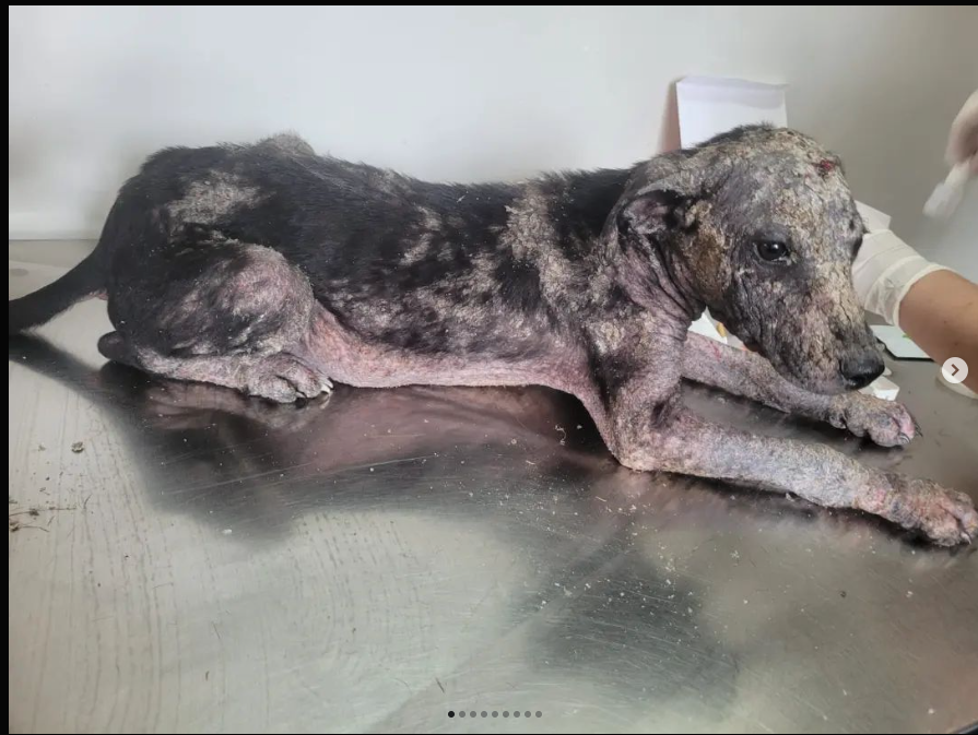 Equipe Rubi tweet media