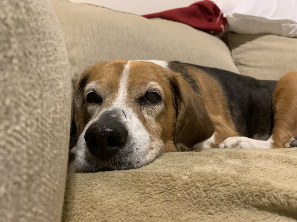 profhopwood's tweet photo. @dog_rates Cassie livin her best life! https://t.co/PzxGoHP3HS