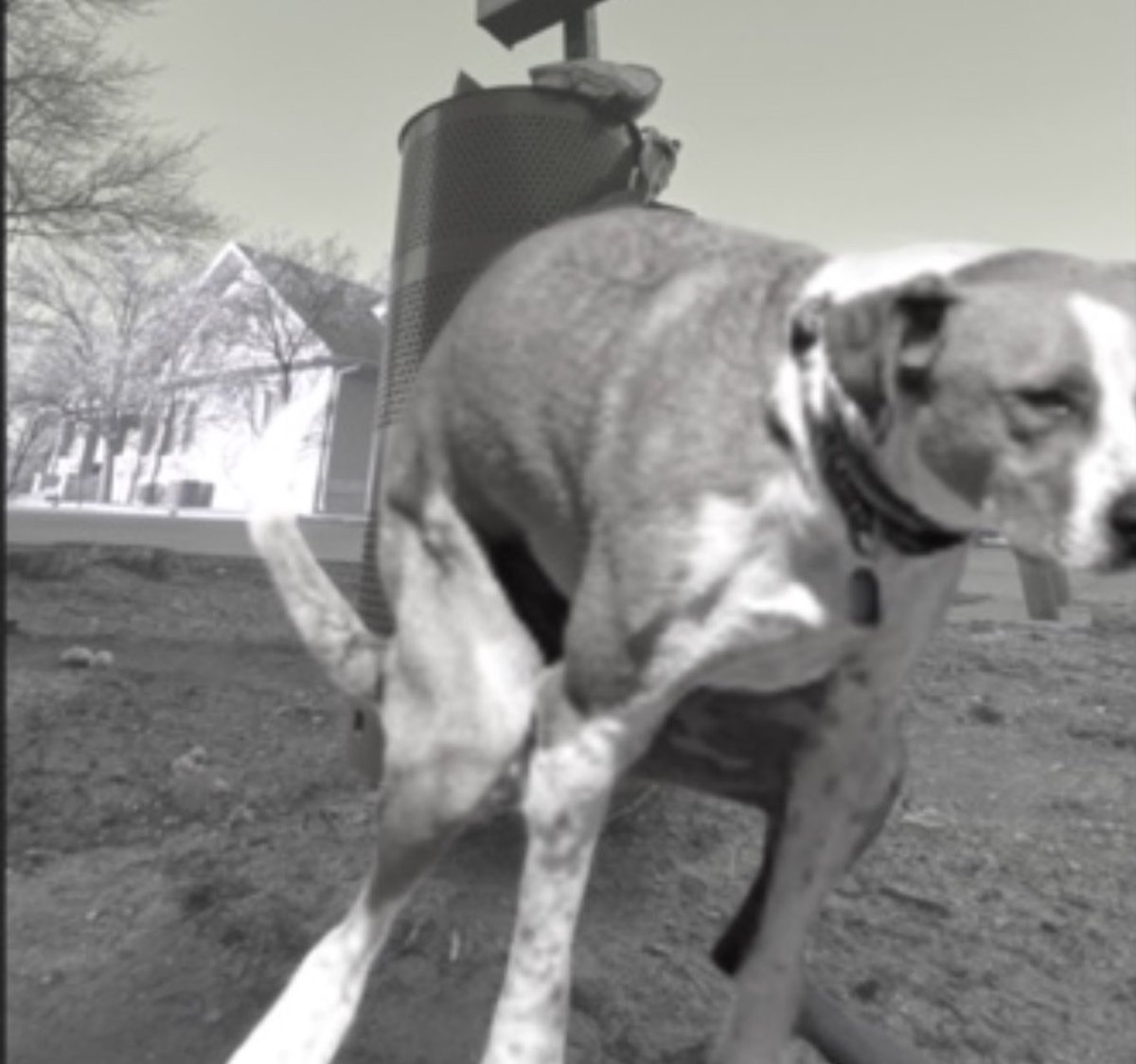 CATOSHISYNDICAT's tweet image. echo chamber so by definition/this discussion/is analogous to vestibular concussions/I originally came here to post dog shit/but constantly bombarded/by ideological content/see all our opinions are shit/that’s why I started with pics of my dog shitting to begin with. #BARSISBACK