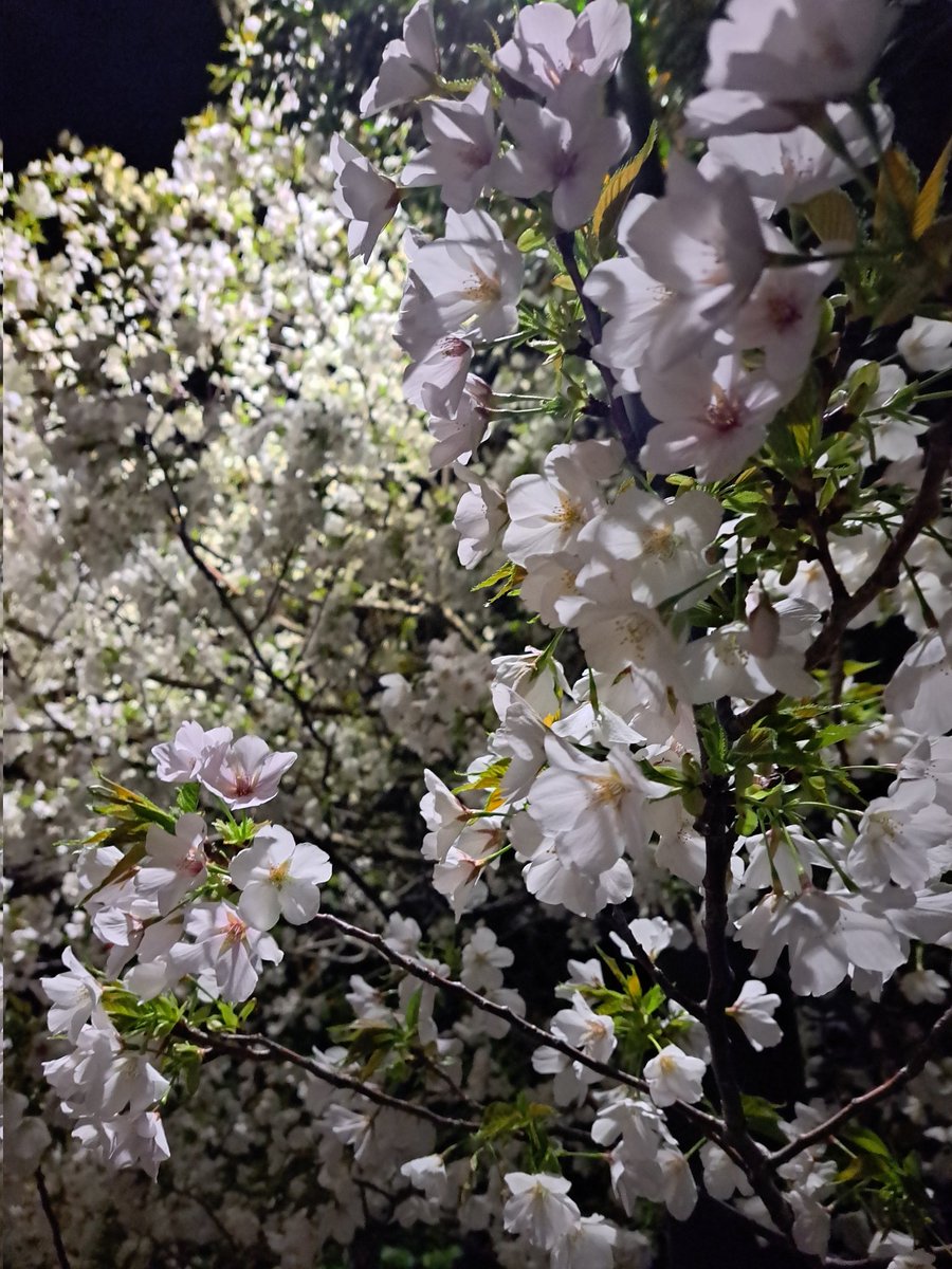 manmaru_002's tweet photo. 桜綺麗ね🌸 https://t.co/0CdqEBFoof