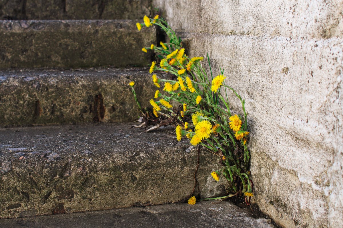 anthrazine's tweet photo. Discover the hidden beauty of nature in cities with our latest issue of Anthra that celebrates often overlooked city plants #biodiversity  #creativewriting https://t.co/0YYzUODZHC