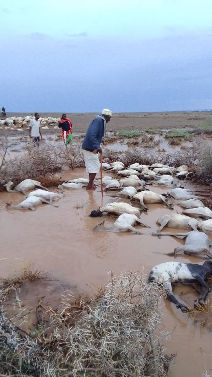 Eric Rosana (@ericrosana2) on Twitter photo Northen Kenya has received rains for just a few hours and losses have be reported. Need for preparedness and sharing scenario plans in a timely manner to the pastrolists
<a href="/Amos_Moruri/">Agripreneur</a> <a href="/WorldPastoral/">World Pastoralist Forum (WPF)</a> <a href="/AgroParliament/">AGROPARLIAMENT</a> <a href="/Amos_Moruri/">Agripreneur</a> <a href="/AgripreneurTV/">Agripreneur TV</a> Northen Kenya has received rains for just a few hours and losses have be reported. Need for preparedness and sharing scenario plans in a timely manner to the pastrolists
<a href="/Amos_Moruri/">Agripreneur</a> <a href="/WorldPastoral/">World Pastoralist Forum (WPF)</a> <a href="/AgroParliament/">AGROPARLIAMENT</a> <a href="/Amos_Moruri/">Agripreneur</a> <a href="/AgripreneurTV/">Agripreneur TV</a>