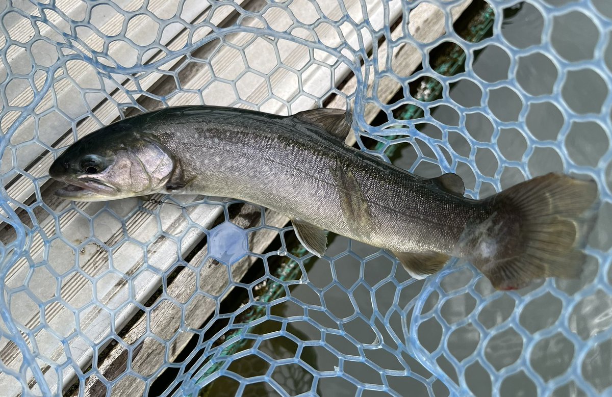 今日は15,6匹。おイワナさんが鵜にかじられとる 