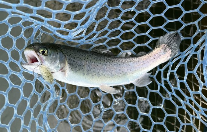 今日は15,6匹。おイワナさんが鵜にかじられとる 