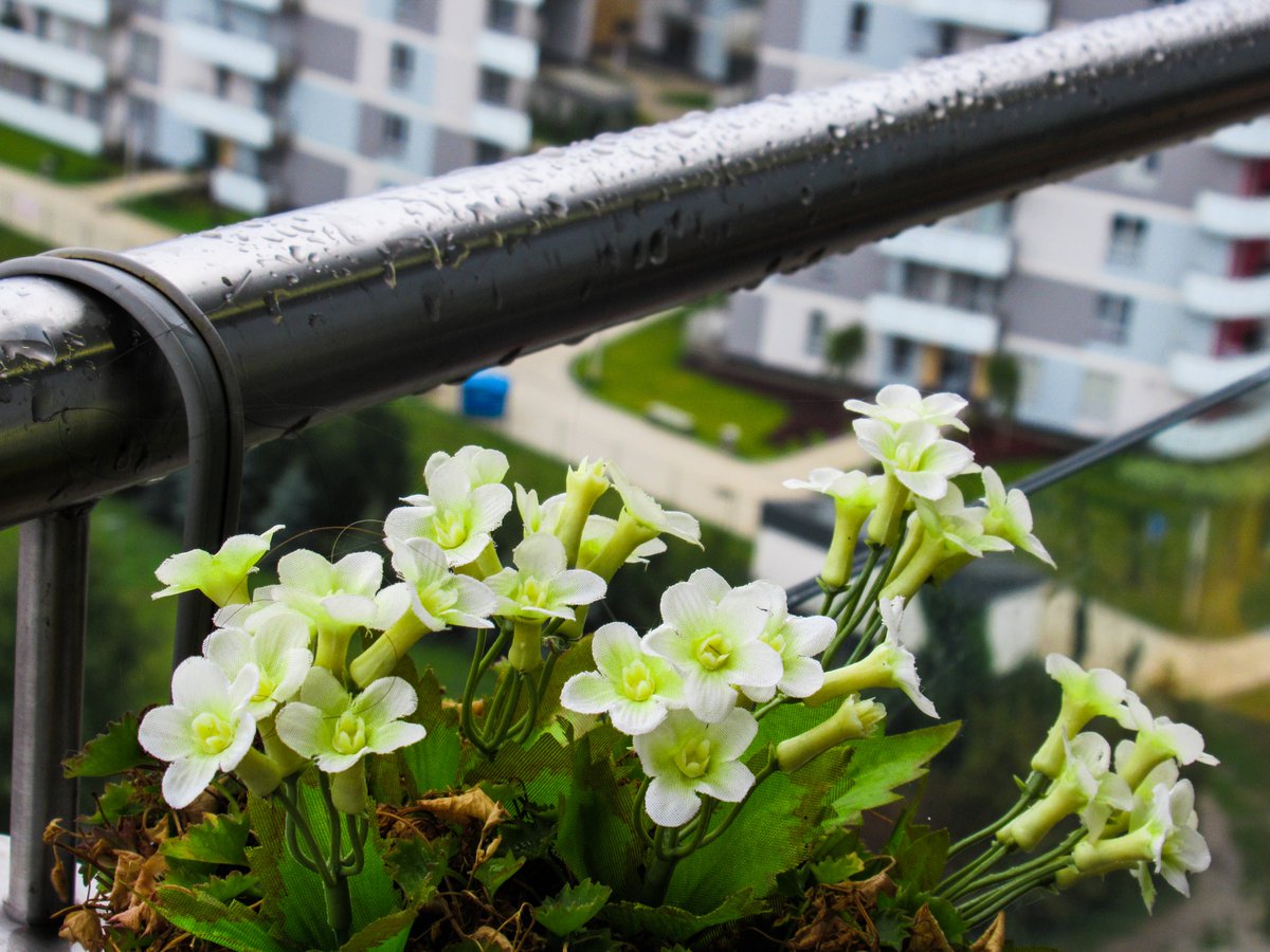 anthrazine's tweet photo. Urban plant life is diverse, important and wonderful. Even the smallest green spaces can make a big impact on our every day lives.  #cityplants #climateconscious https://t.co/DWdNSTEK7h