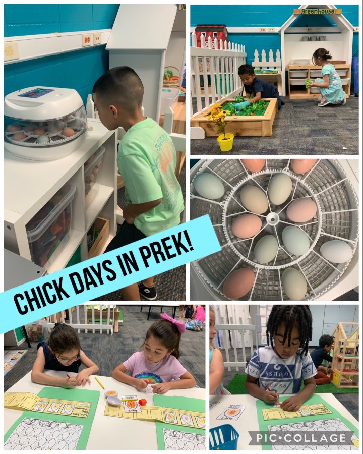 Chick Days in Pre-K! What real-life learning happening in <a href="/GibbsHassler/">Missy Gibbs</a> class! So cool! Can’t wait to see the chicks that hatch! <a href="/KleinISD/">Klein ISD</a> <a href="/KleinISD_EC/">Klein ISD Early Childhood</a> #promise2purpose