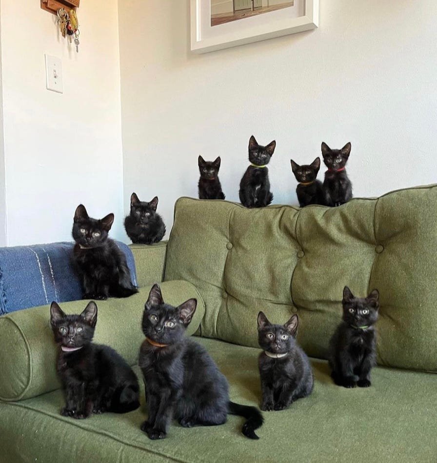 TranslatedCats's tweet photo. 10 other things. https://t.co/TocMd5dEae