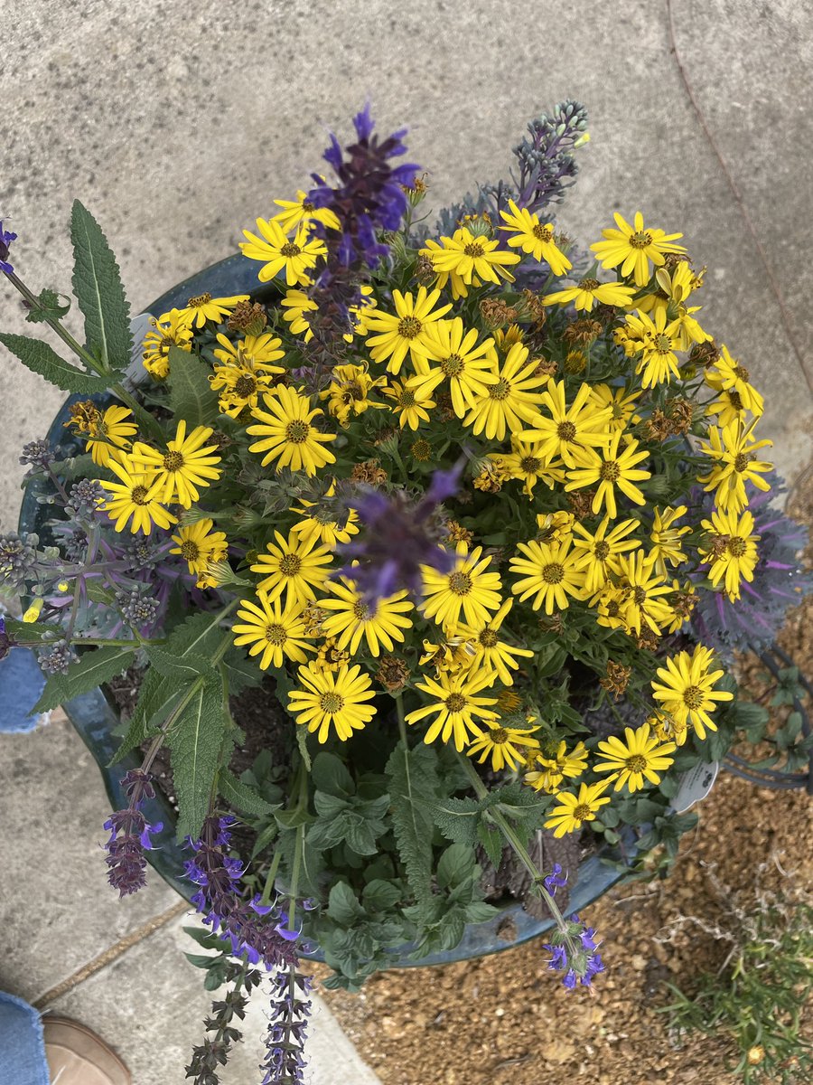 Today is Give Back To <a href="/GrowItDesigns/">Grow It Land Designs</a>! They have made our outdoor learning center beautiful! We love the pear tree, herbs, succulents and flowers! @DCEtrailblazers stop by today! 🍐 🪴 🌸