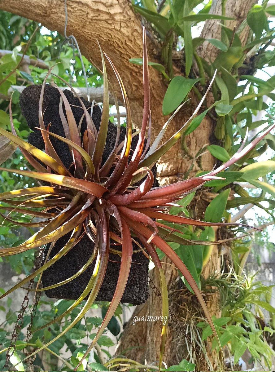 gaitangg's tweet photo. Tillandsia novakii. https://t.co/9uZwHtWyW6