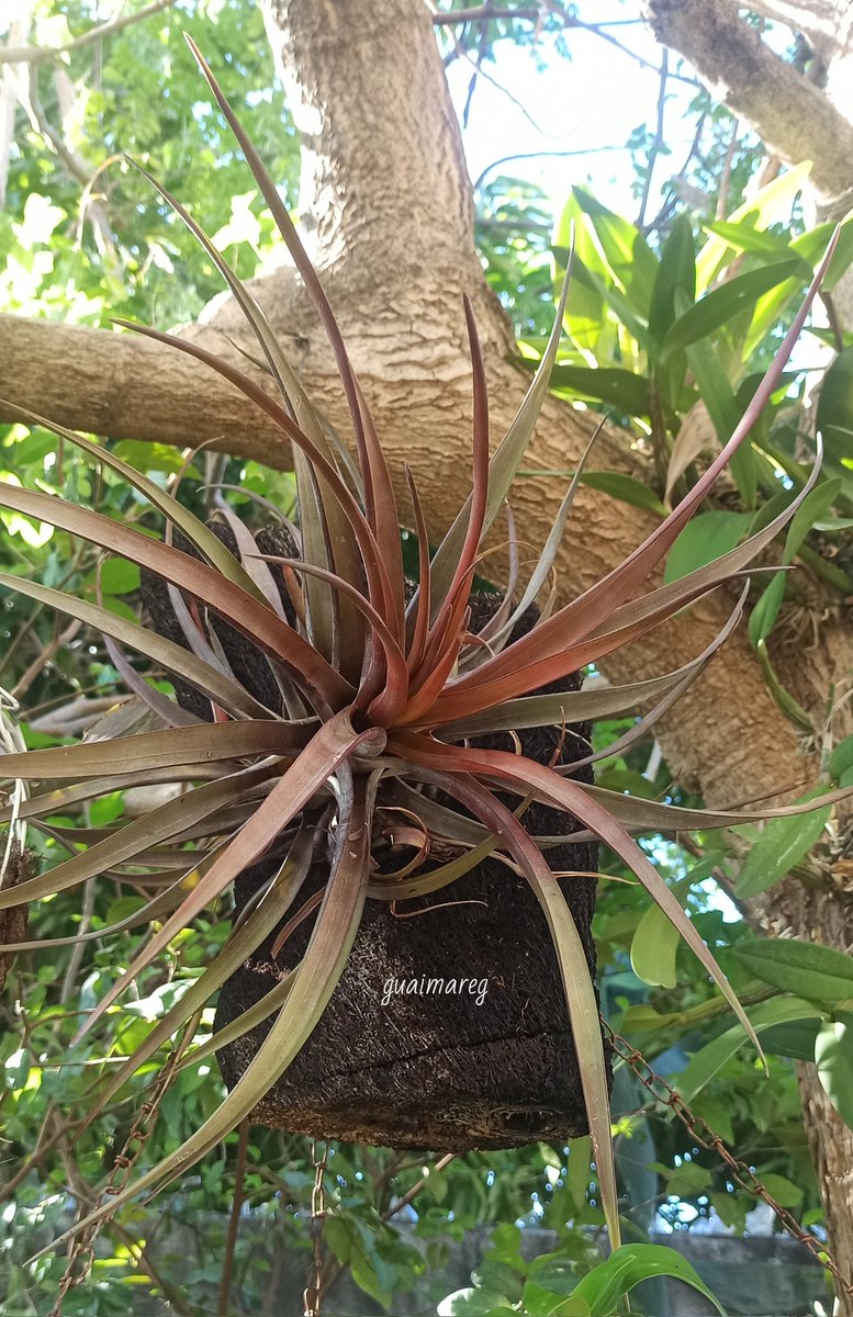 gaitangg's tweet photo. Tillandsia novakii. https://t.co/9uZwHtWyW6