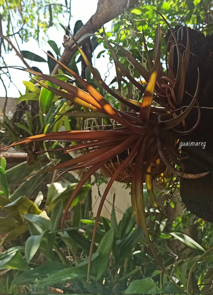 gaitangg's tweet photo. Tillandsia novakii. https://t.co/9uZwHtWyW6
