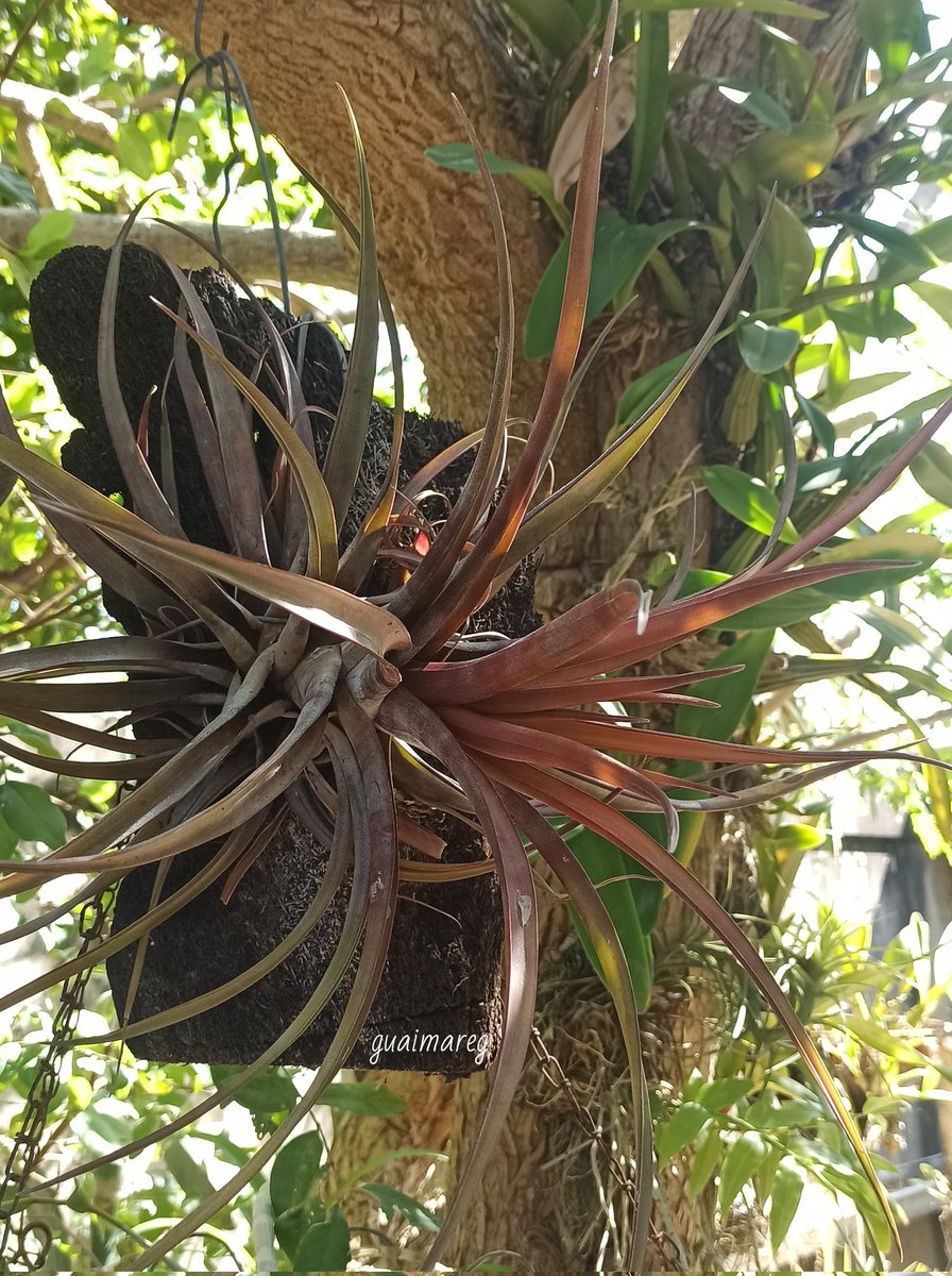 gaitangg's tweet photo. Tillandsia novakii. https://t.co/9uZwHtWyW6