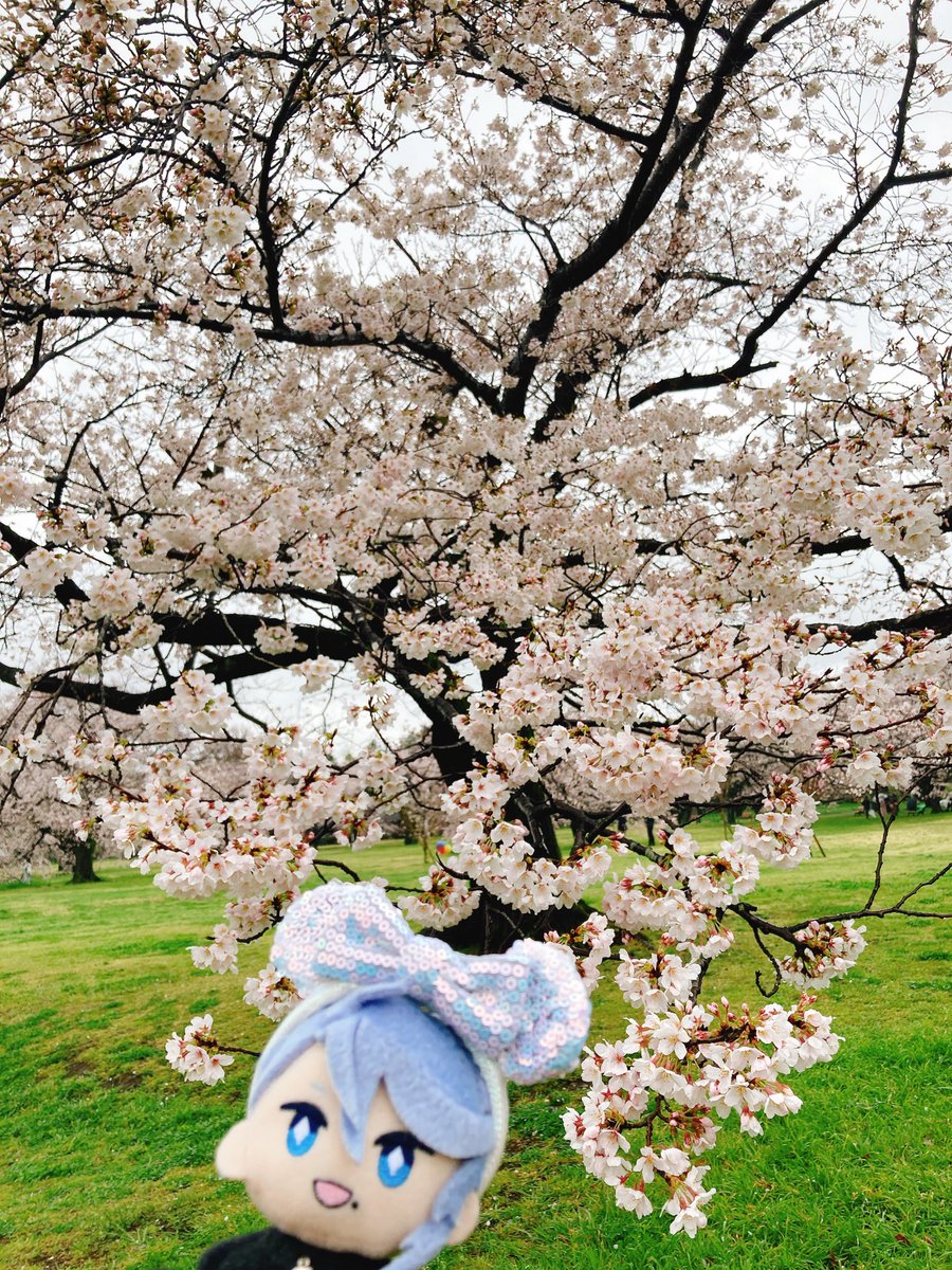 cherry blossoms blue eyes solo blue hair photo background outdoors open mouth  illustration images