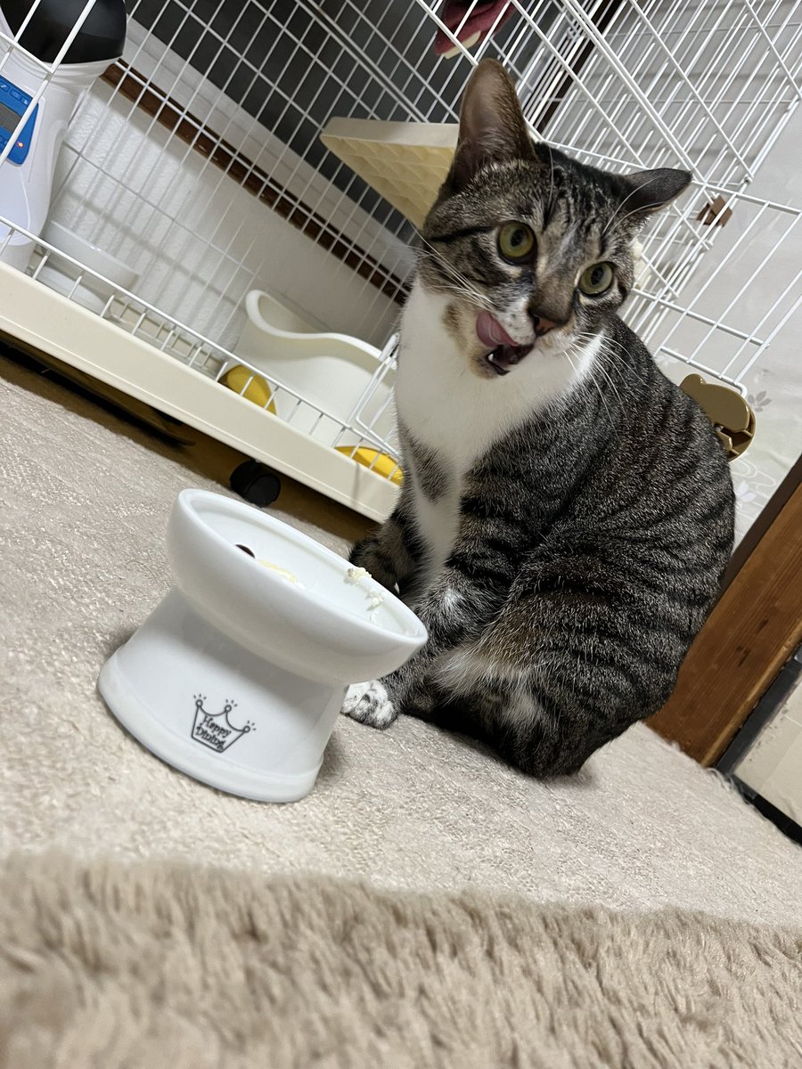 open_sesame0325's tweet photo. ごま2歳のお誕生日おめでとう🎂💓かわいくて優しくて甘えん坊のごまがだいすき🥰いつも息子の遊び相手になってくれてありがとう💕これからも我が家のアイドルでいてね❣️ #ごま #猫 #キジ白 #猫のいる暮らし #猫好きさんと繋がりたい https://t.co/eBIxAYLtyp