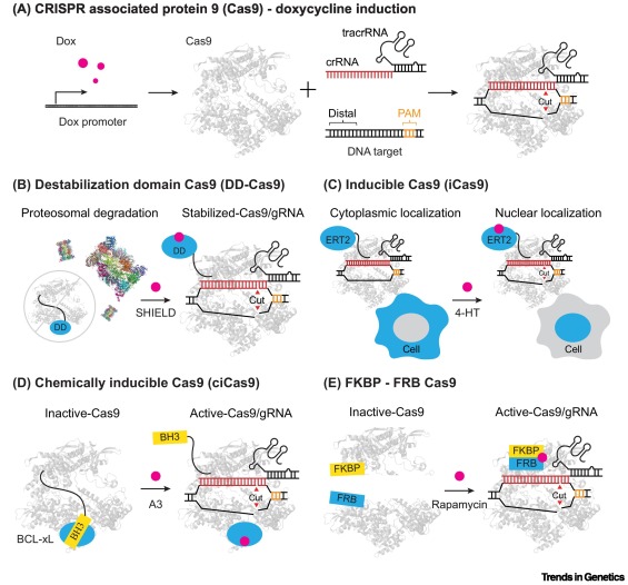 Taekjip Ha (@taekjip) on Twitter photo Mapping Cellular Responses to DNA Double-strand Break Using CRISPR Technologies. A nice review by <a href="/yliu_UofU/">Yang Liu</a> and Taylor Cottle <a href="/BCMB_JHMI/">BCMB Graduate Program at JHMI</a> <a href="/BiophysicsJHMed/">Biophysics Dept@Johns Hopkins Med</a>
authors.elsevier.com/a/1gopKcQbJ7Whc Mapping Cellular Responses to DNA Double-strand Break Using CRISPR Technologies. A nice review by <a href="/yliu_UofU/">Yang Liu</a> and Taylor Cottle <a href="/BCMB_JHMI/">BCMB Graduate Program at JHMI</a> <a href="/BiophysicsJHMed/">Biophysics Dept@Johns Hopkins Med</a>
authors.elsevier.com/a/1gopKcQbJ7Whc