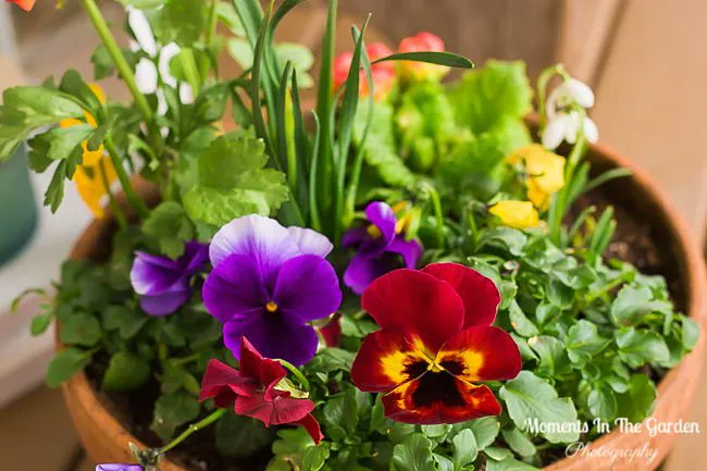 MomentsintheG's tweet image. Love seeing the snowdrops poking through the garden.  Adding colour to the garden with my spring themed containers.  #signsofspring #snowdrops #springcontainer #springplants #springbulbs #springflowers #springvibes #momentsinthegardenphotography
