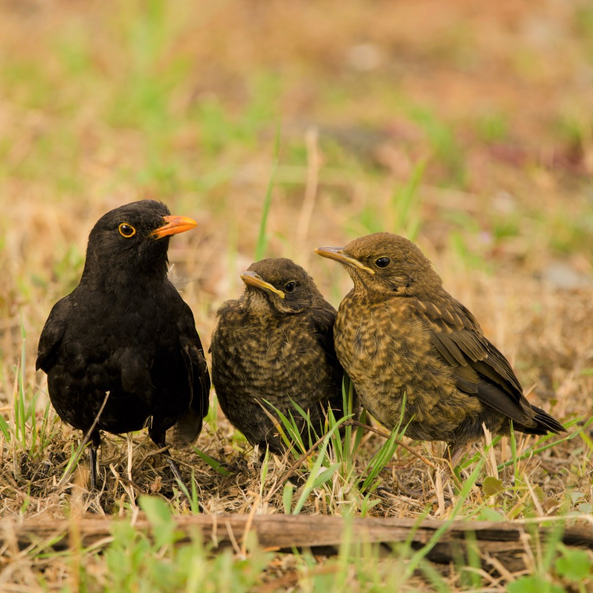 vogelnieuws's tweet photo. Wist je dat vader merel er alleen voor staat, zodra de jongen het nest verlaten? 💪😊

Hij heeft er zijn handen vol aan met katten, eksters, kauwtjes en ratten in de buurt. Dan waarschuwt hij langdurig: ‘piet! piet! piet!’. 🎺 🎵

Boeiende vogels: https://t.co/A66ErxAshf! https://t.co/84wVRiKq4F