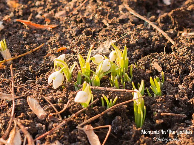 MomentsintheG's tweet image. Love seeing the snowdrops poking through the garden.  Adding colour to the garden with my spring themed containers.  #signsofspring #snowdrops #springcontainer #springplants #springbulbs #springflowers #springvibes #momentsinthegardenphotography