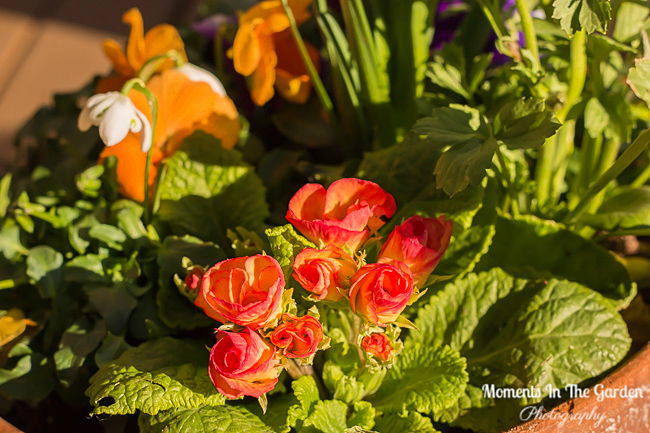 MomentsintheG's tweet image. Love seeing the snowdrops poking through the garden.  Adding colour to the garden with my spring themed containers.  #signsofspring #snowdrops #springcontainer #springplants #springbulbs #springflowers #springvibes #momentsinthegardenphotography