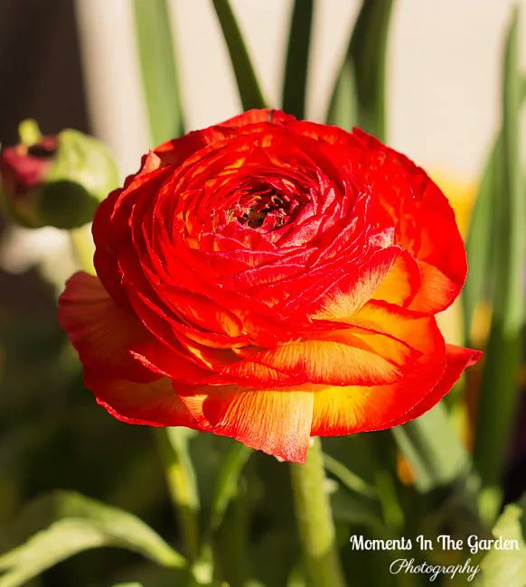 MomentsintheG's tweet image. Love seeing the snowdrops poking through the garden.  Adding colour to the garden with my spring themed containers.  #signsofspring #snowdrops #springcontainer #springplants #springbulbs #springflowers #springvibes #momentsinthegardenphotography