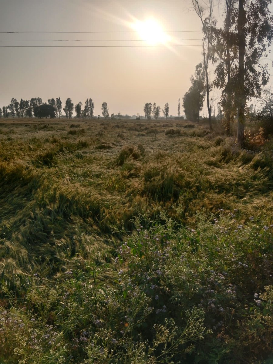 chahal0143's tweet photo. @cmohry @mlkhattar मुख्यमंत्री जी मे भाजपा का युवा मोर्चे के कार्यकर्ता हु पिछले दिनों हुई बारिश से मेरी सारी फसल गिर गयी है नुकसान बहुत ज्यादा हो चुका 
72 घण्टे के अंदर पोर्टल पे डालने के मैसेज थे पोर्टल चला ही नही एक दिन भी अब किस के पास जाए https://t.co/RuFAWIyre6