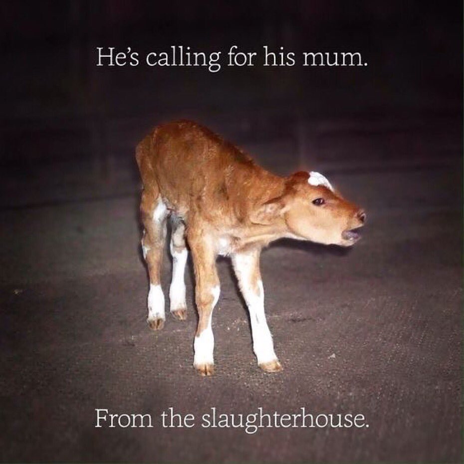 Ksheetisha Bhat tweet media