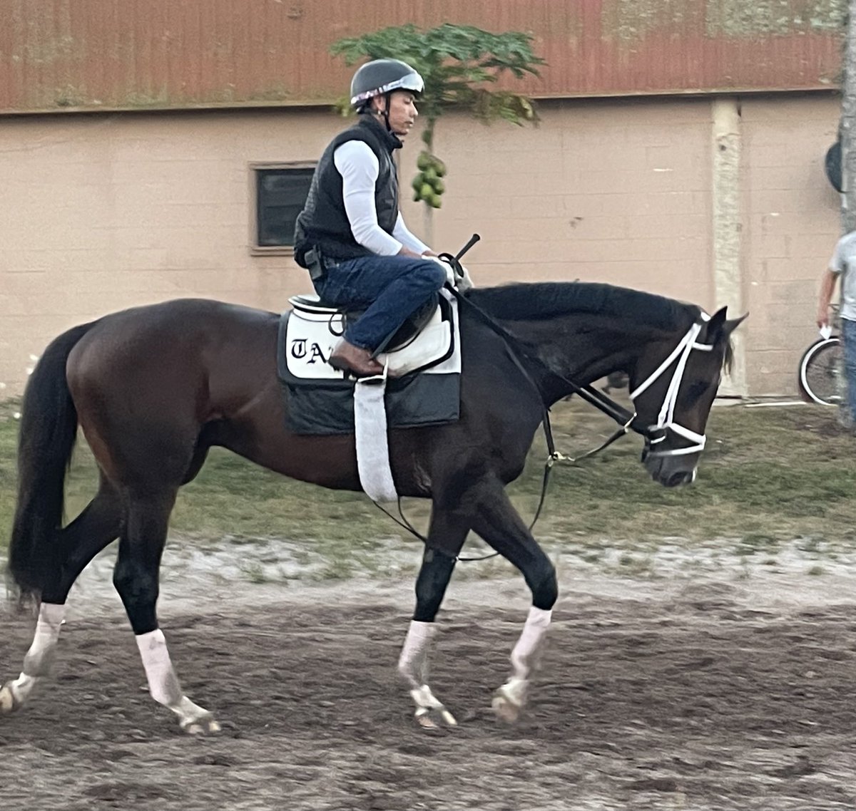 Christina Bossinakis (@cbosstdn) on Twitter photo Forte worked very impressively this morning at Palm Beach Downs. Incredible gallop out !Running next Saturday in the Florida Derby <a href="/GulfstreamPark/">Gulfstream Park</a> <a href="/RepoleStable/">Repole Stable</a> Forte worked very impressively this morning at Palm Beach Downs. Incredible gallop out !Running next Saturday in the Florida Derby <a href="/GulfstreamPark/">Gulfstream Park</a> <a href="/RepoleStable/">Repole Stable</a>