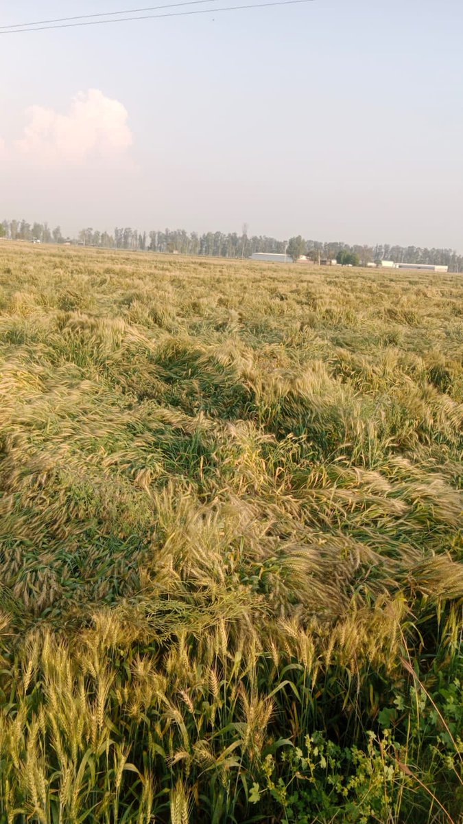 chahal0143's tweet photo. @cmohry @mlkhattar 30 मार्च को होने वाली बारिश में ये 50 प्रतशित नुकसान 100 प्रतिसत में बदल जायेगा 
पोर्टल चल नही रहा कहा क्या करे ???? https://t.co/550FgsIGjg