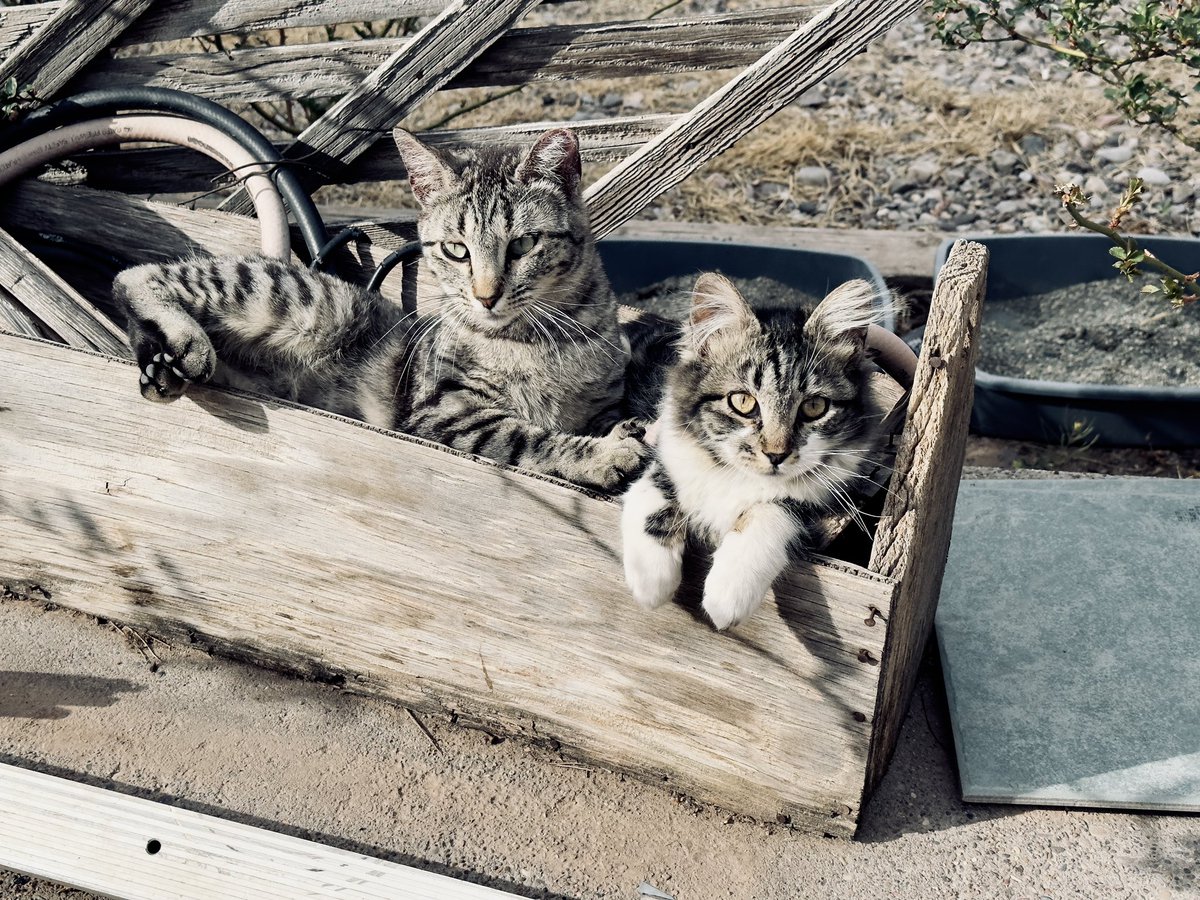 techhavok's tweet photo. @thechrisbarron Happy #Caturday ! https://t.co/AqyUxA5Js5
