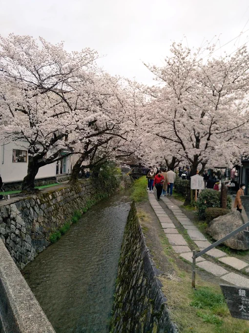 久々の日帰り旅行です桜の京都きれいでした 