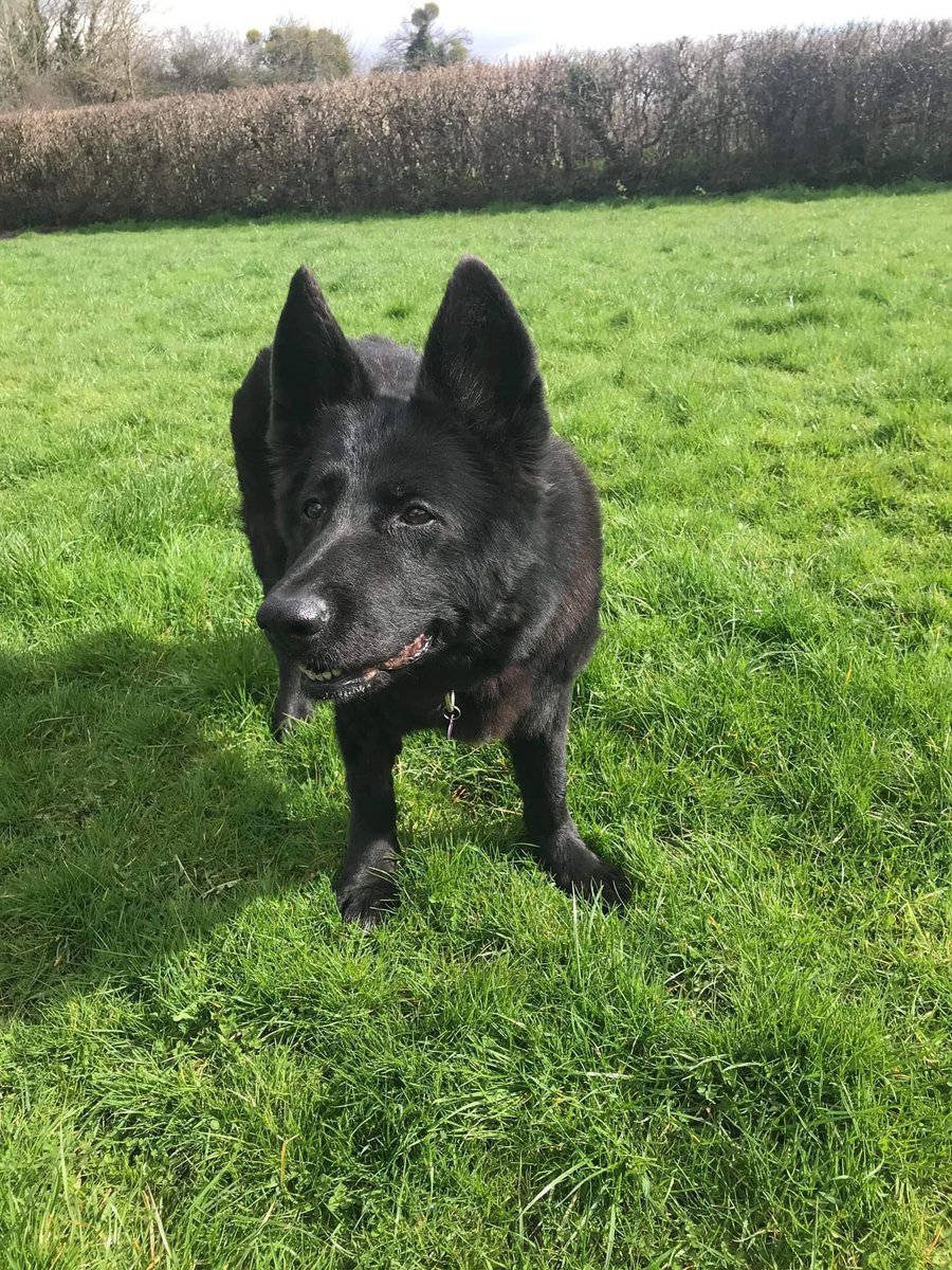 A massive happy 14th birthday to Jess!! 
Jess was a brood bitch for <a href="/ASPoliceDogs/">ASPoliceDogs</a>.
Amongst others she was the mum of our Chairman’s dog Elmo who sadly died in 2017.
We hope she has a lovely day!! 🐾