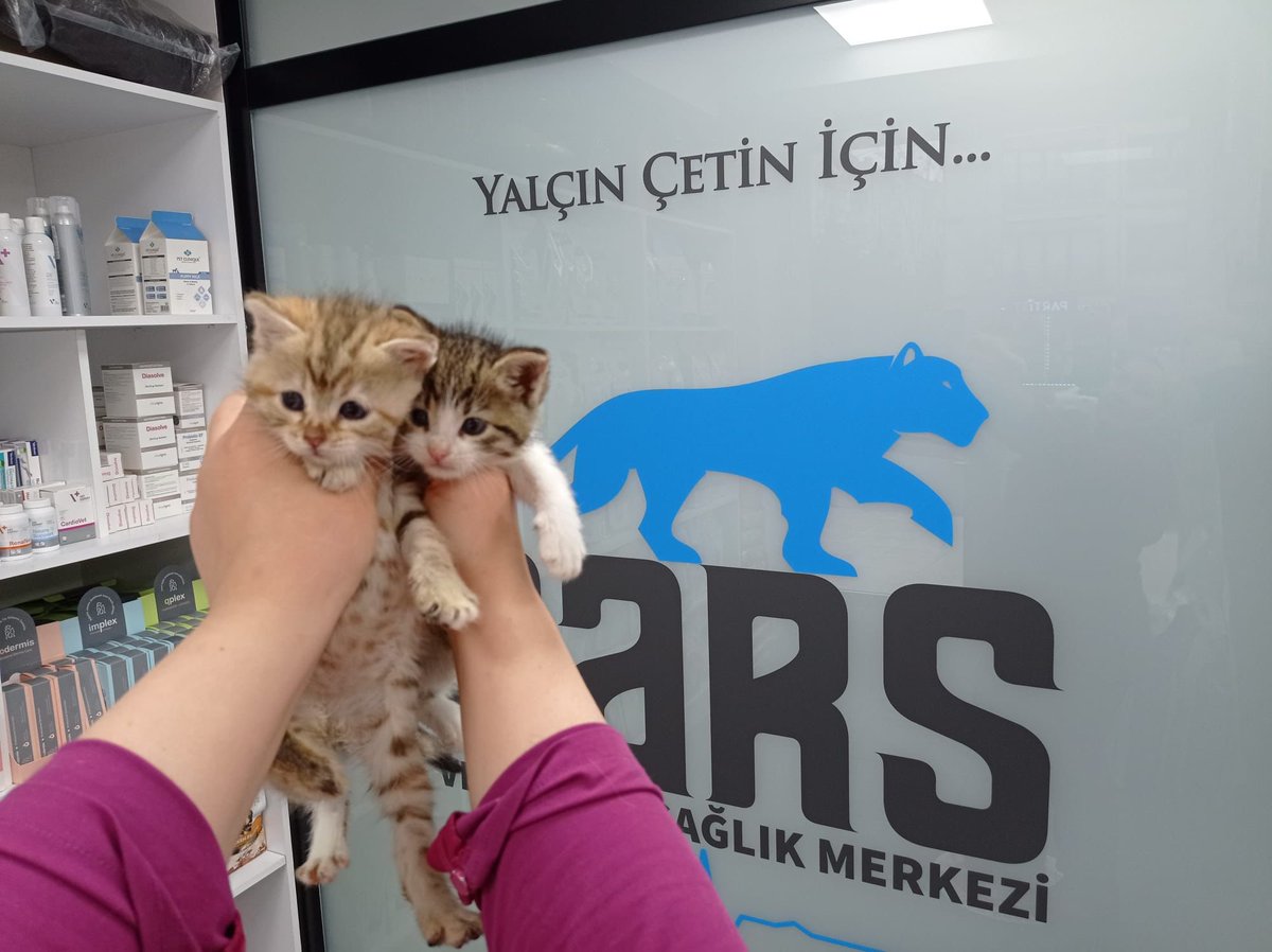 AysemOzleyis's tweet photo. İki minnak cantanesi..😍🐾
Gönüllünün  kedi evine terk edilmişler ve gözleri çok kötüymüş güzelce tedavileri yapılmış,sağlıkları düzelmiş..
Geçici/kalıcı yuva aranıyor bu güzelim minnoşlara..
1,5 aylıklar..
İstanbul

0 532 649 07 11
@masum_gozler 🙏 https://t.co/cMT0ElGer5