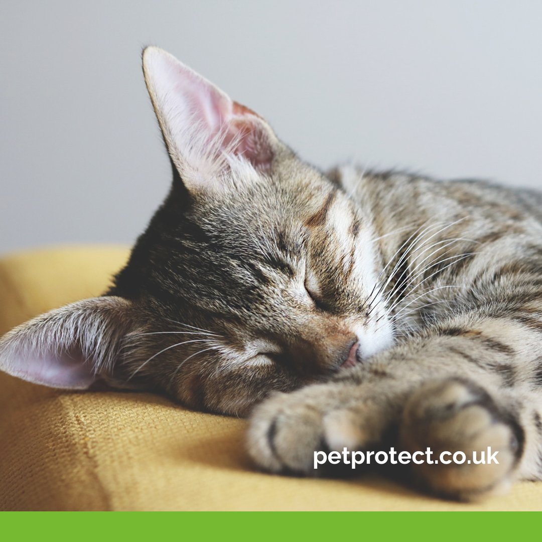 petprotect's tweet image. #SaturdayMorning has us feeling like this cat

#sleepypets #sleepycats #saturdaysnooze #catlover #cutecat #sleepycat #catoftheday #catlove #catpic #sleepingpets #saturday #weekend