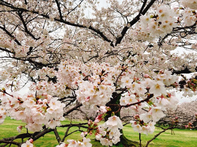はじめて昭和記念公園行った様々なお花が満開で最高だったカフェもハム焼きも美味しかった桜ワインはざくさんからのお土産 