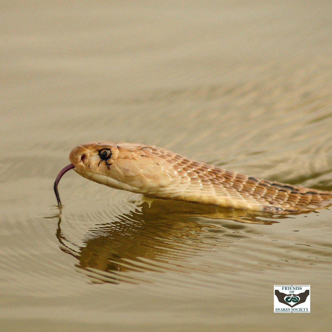 Friends of Snakes tweet media