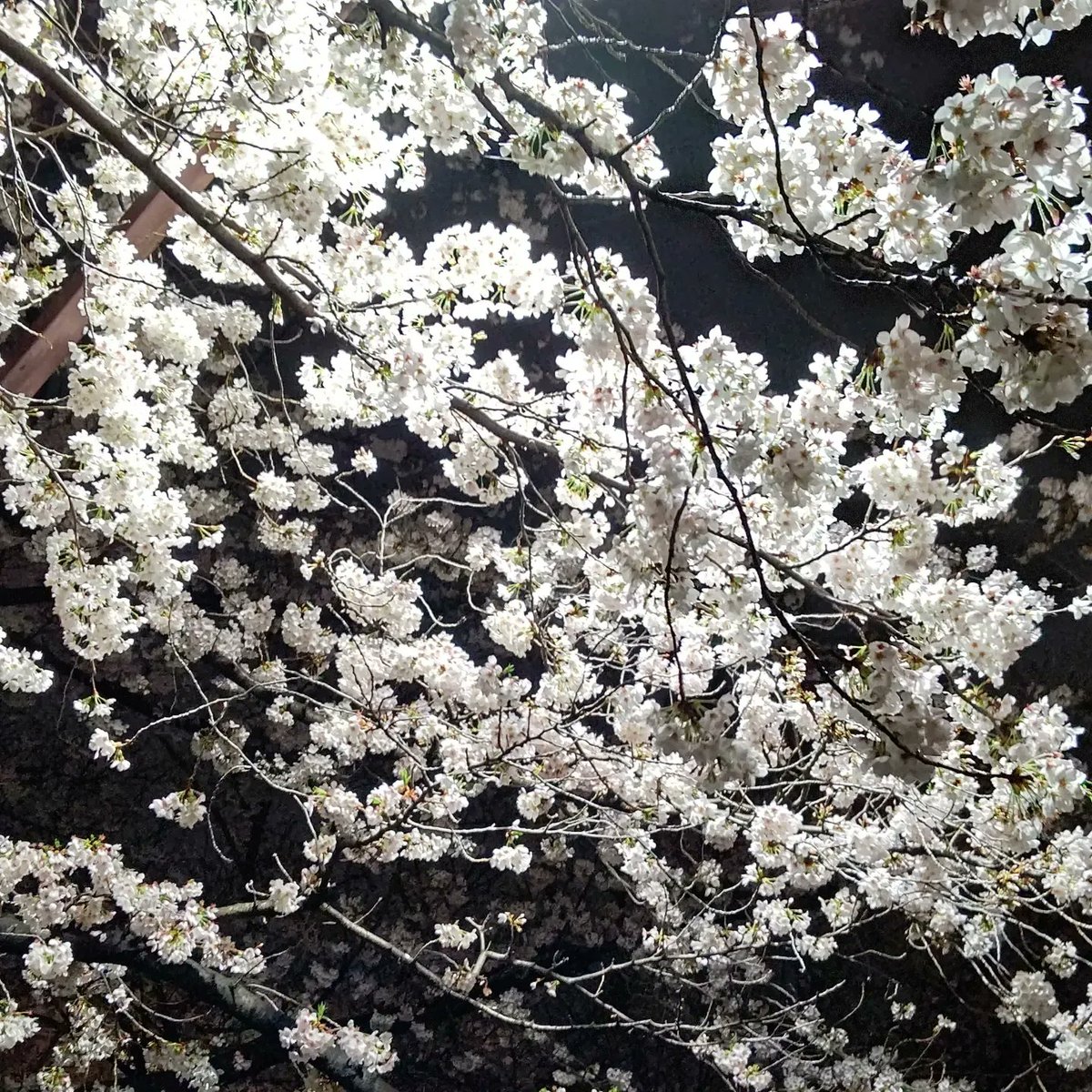 sada_x2's tweet photo. #夜桜 https://t.co/QrZ2h5ULLD
