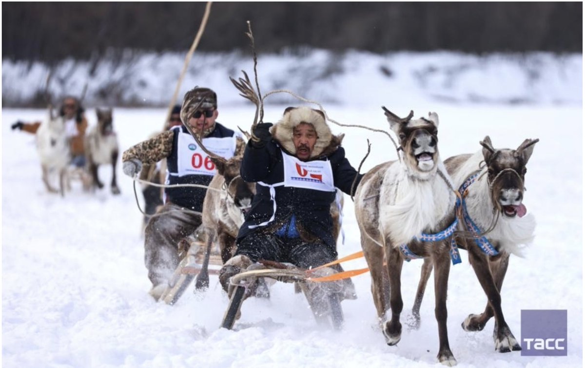 ArmandVervaeck's tweet photo. #rendier races in Jakoetië, Rusland. Niemand kent die streek maar het is wel de grootste deelrepubliek van de Russische Frederatie (18%). https://t.co/l2hzDKlUWo