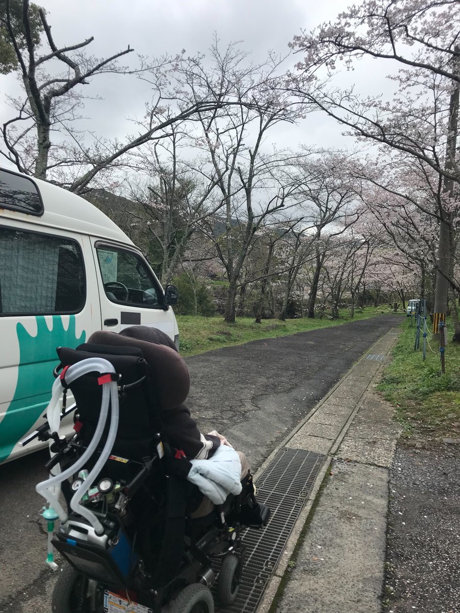 さくらさいてます。