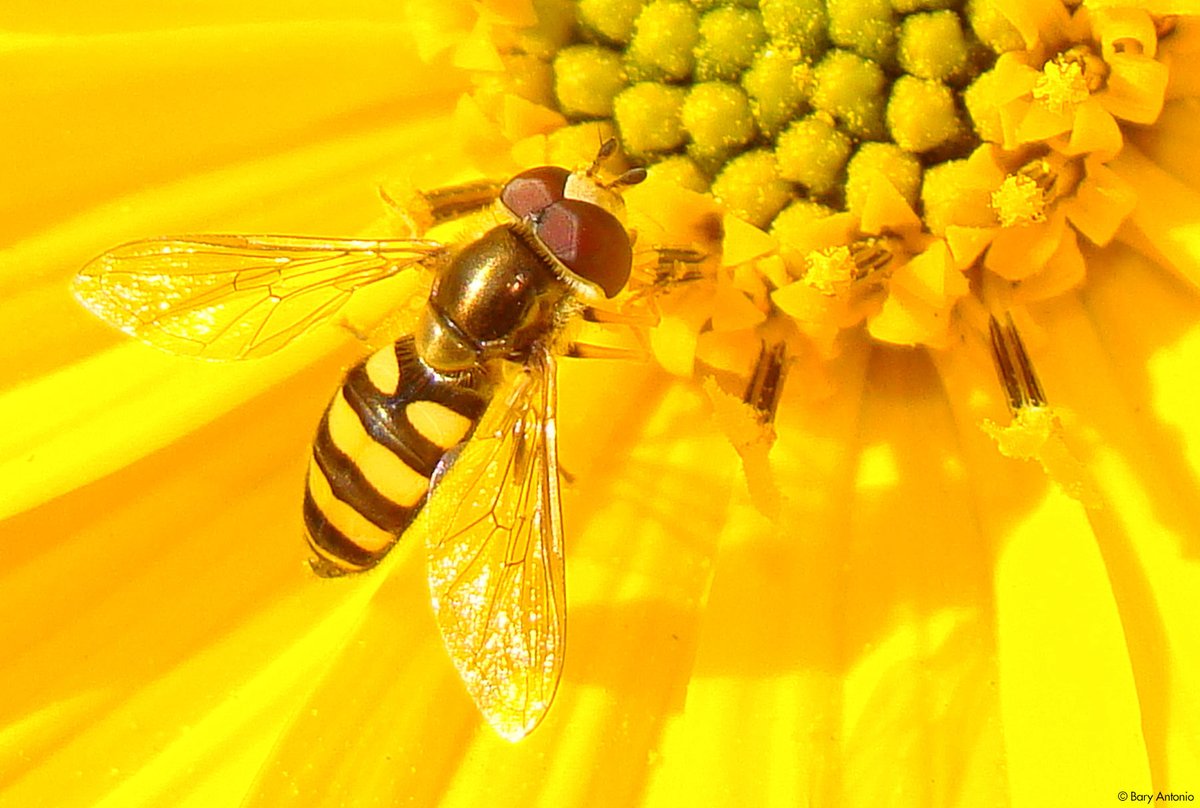 CWF_FCF's tweet photo. Pollinators are already up against so much, from habitat loss to pesticides. Now they have another threat to watch out for — air pollution. Read more in our recent blog: https://t.co/aT35T7GpW0 🐝
#LearnWithCWF https://t.co/ooPNubujnk