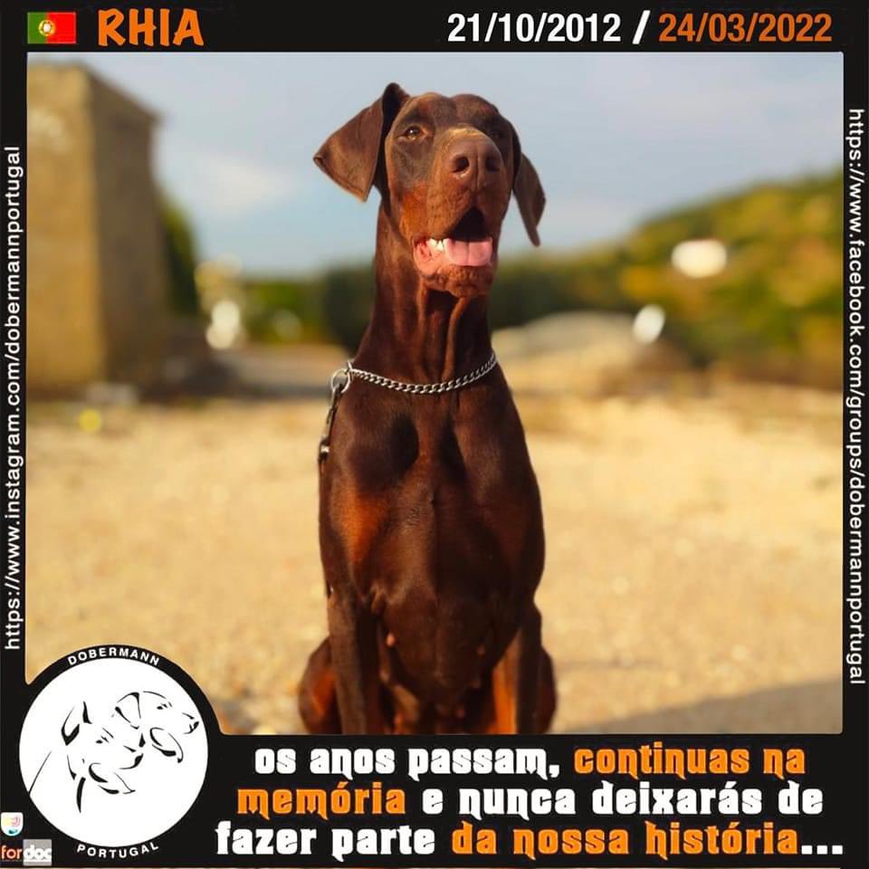 1 year without my dear Rhia… 😥 #doberman #dogs #DogsofTwittter #dobemann #petloss #dogloss #rip