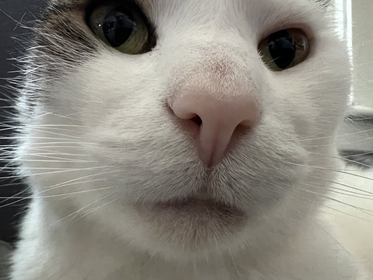 OhRatboy's tweet photo. I was told can haz treat? Caturday ⁦@LisaLoeb⁩ ⁦@LilandMad⁩ ⁦@laurenevemay⁩ ⁦@SGGoodmanKY⁩ ⁦@SimonsCat⁩ ⁦@EvilLoeb⁩ ⁦@NekoCase⁩ #Caturday #LisaLoebcats #treat https://t.co/TCDHaic7na